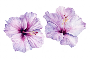 A illustration of two blooming hibiscus flowers in shades of lavender and pink. intricate petal details against a clean white background. perfect for botanical art or floral design projects