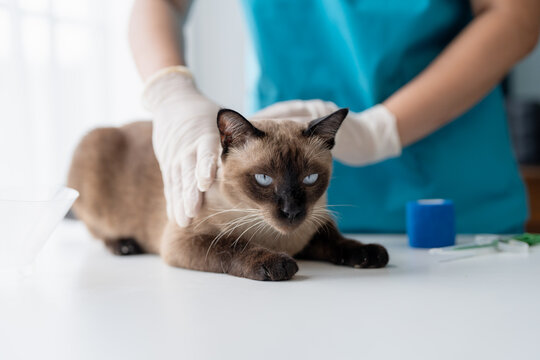 Vet surgeon. Siamese Cat on examination table of veterinarian clinic. Veterinary care. Vet doctor and Siamese cat