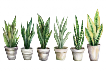 A collection of various indoor plants displayed in decorative pots. lush green foliage against a clean white background. ideal for home decor inspiration