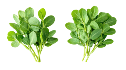 Two bunches of fresh fenugreek leaves isolated on transparent background