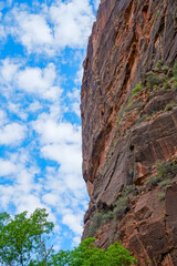 Sheer sandstone cliffs rise upward in Zion National Park, their carved lines highlighted against a bright, cloud-patterned sky while green treetops anchor the dramatic vertical composition.