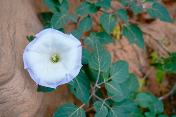 A white wildflower blooms against textured sandstone along a shaded canyon wall, highlighting delicate desert plant life amid rugged rock layers in Zion National Park.