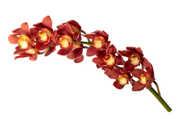 シンビジウムの花