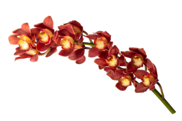 シンビジウムの花