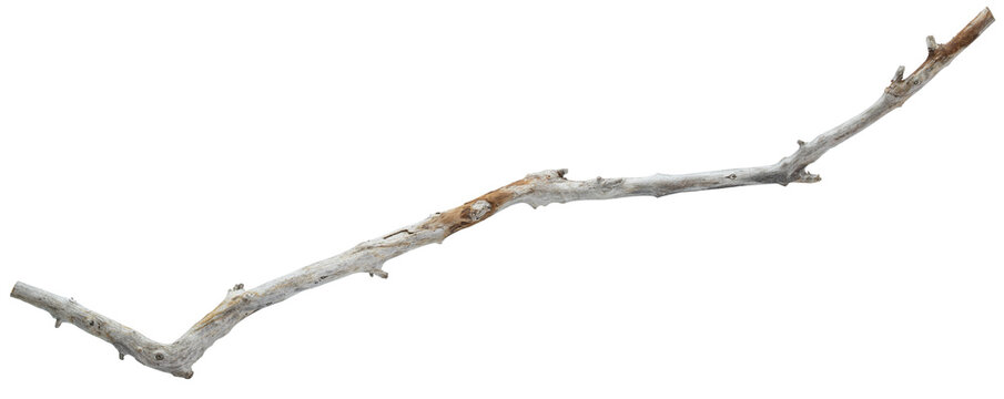 Wooden branch. Natural beach driftwood branch. Crafts Decor, aquarium, terrarium, bird perch. Habitat designs weathered wood piece with organic texture, ideal for natural displays, creative projects