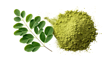 Natural moringa leaves and finely ground moringa leaf powder on transparent background