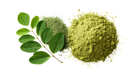 Natural moringa leaves and finely ground moringa leaf powder on transparent background