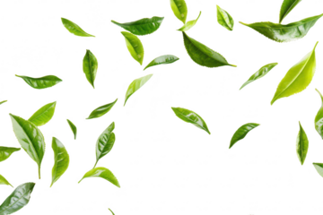 A arrangement of fresh green tea leaves gracefully falling against a clean white background. symbolizing natures purity and the essence of organic tea production