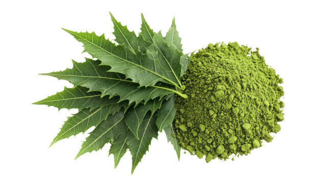 Natural neem leaves freshly picked and neem leaf powder in a bowl on transparent background