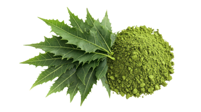 Natural neem leaves freshly picked and neem leaf powder in a bowl on transparent background - Powered by Adobe