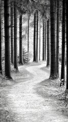 A winding path leads through a dense forest of tall trees, with sunlight filtering through the branches.