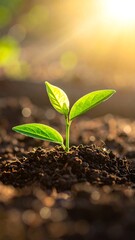 A close-up shot of a small plant sprouting from dark, rich soil, bathed in golden sunlight, with a soft bokeh background