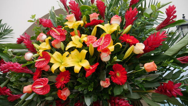 red and yellow tulips - Powered by Adobe