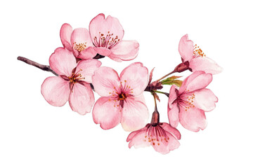A delicate branch of blooming pink cherry blossoms intricate petals and colors against a clean white background. ideal for spring-themed designs and floral arrangements
