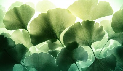 Backlit fan-shaped ginkgo leaves overlapping in soft green layers with delicate veins, creating a calm, serene, luminous botanical scene