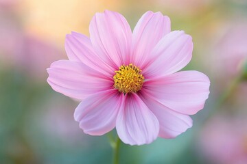 Single delicate pale pink flower with bright yellow center on soft blurred pastel background conveying calm gentle serenity