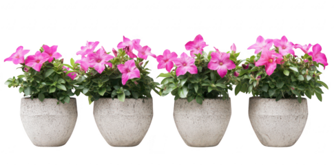 A display of pink flowers in stylish concrete pots arranged in a row. set against a minimalistic white background. perfect for home decor or gardening inspiration