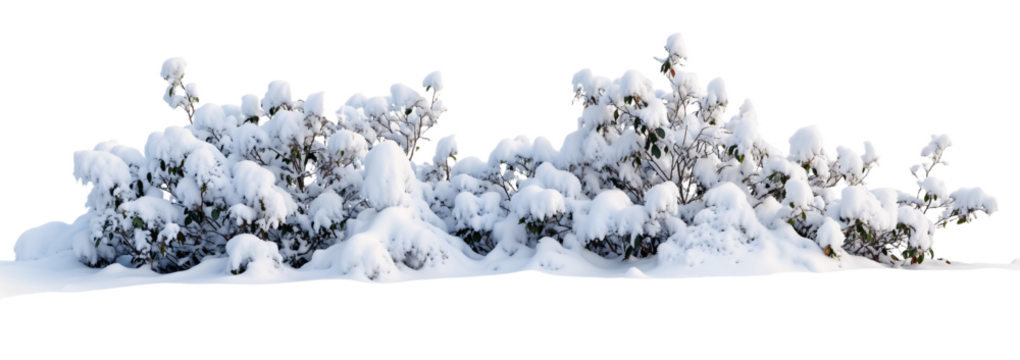 Row of small bushes or shrubs heavily covered with fresh white snow against transparent background, creating stark winter landscape element for seasonal design projects