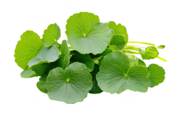Fresh green leaves of a medicinal plant arranged neatly on a white background. their color and texture. ideal for health-related articles or natural remedies