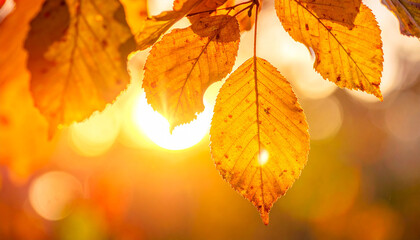 Landscape autumn leaves falling natural background colorful autumn background falling leaves natural background copy space
