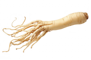A close-up view of a fresh ginseng root its unique. elongated shape and intricate root system. set against a plain white background. ideal for health and wellness themes