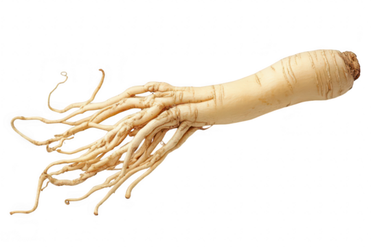 A close-up view of a fresh ginseng root its unique. elongated shape and intricate root system. set against a plain white background. ideal for health and wellness themes