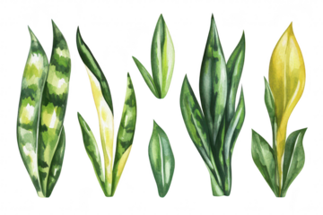 A watercolor illustration various types of leaves. including snake plant and peace lily. arranged artistically against a white background. ideal for botanical-themed designs