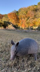 Armadillo and autumn leaves