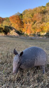Armadillo and autumn leaves