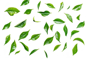 A arrangement of fresh green tea leaves scattered on a clean white background. their natural shape and texture. ideal for wellness and culinary themes