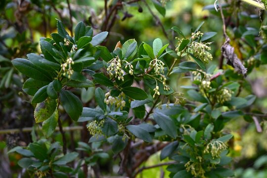 Strawberry tree (Arbutus unedo) flowers and berries. Ericaceae evergreen shrub. Bell-shaped flowers bloom in autumn, and the lychee-like berries are edible when ripe.