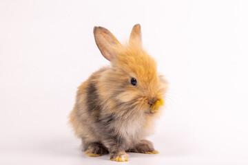 Bunny easter fluffy rabbits posing on white nature background on sunny day, Lovely mammal with beautiful bright eyes in nature life. Symbol animal of easter day. Healthy rabbit in many colors.