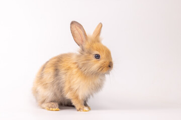 Fototapeta premium Bunny easter fluffy rabbits posing on white nature background on sunny day, Lovely mammal with beautiful bright eyes in nature life. Symbol animal of easter day. Healthy rabbit in many colors.
