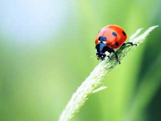 Beautiful tiny red bug on the grass after the rain