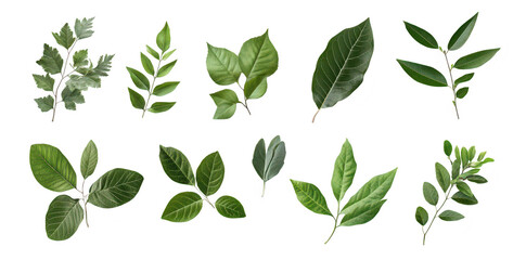 A diverse collection of various green leaves arranged artistically on a clean white background. different shapes and textures for use in botanical design or educational purposes