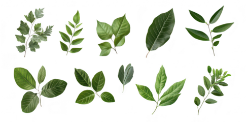 A diverse collection of various green leaves arranged artistically on a clean white background. different shapes and textures for use in botanical design or educational purposes