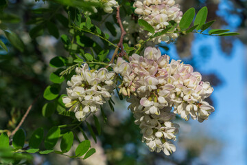 Blooming robinia pseudoacacia, commonly known in Russian as white acacia, is a fast—growing tree, a species of the genus Robinia of the Legume family Fabaceae on a sunny spring day, Astrakhan, Russia