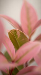 Fototapeta premium Vibrant pink and green variegated leaves fill the frame with soft focus