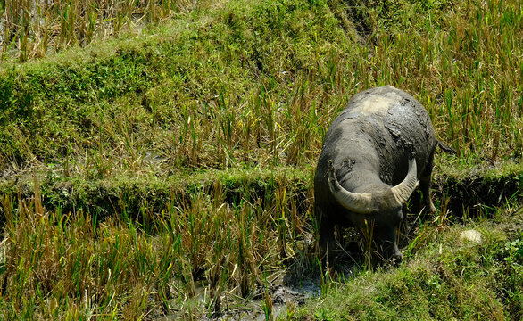 Water buffalo with mud coating, grazing in a grassy field beside. Rural Asian wildlife scene. Natural, organic farming.