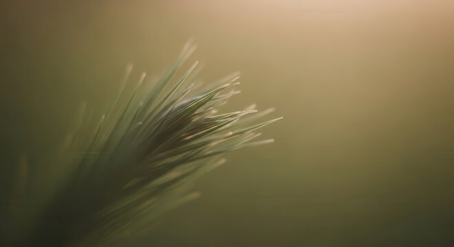 Close up of delicate green foliage showing fine details against a soft background light