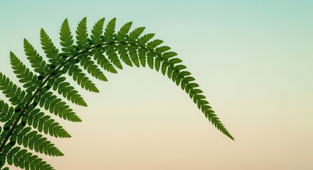 Naklejka premium Deep green frond exhibits delicate, repeating leaf structure against a soft pastel sky background