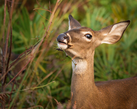 Wild white-tailed deer surrounded by forest vegetation. Detailed wildlife portrait photographed in natural light. - Powered by Adobe