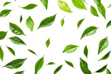 A arrangement of green leaves scattered on a white background. the diversity of plant life. ideal for nature-themed projects. eco-friendly concepts. or botanical studies