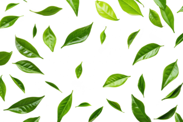 A arrangement of green leaves scattered on a white background. the diversity of plant life. ideal for nature-themed projects. eco-friendly concepts. or botanical studies