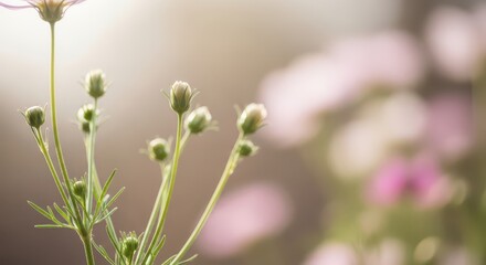 Fototapeta premium Delicate flower buds stand tall against a bright, sunlit background