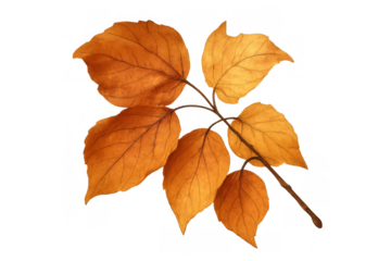 Autumn leaves branch watercolor painting with fall foliage, orange color, and transparent background