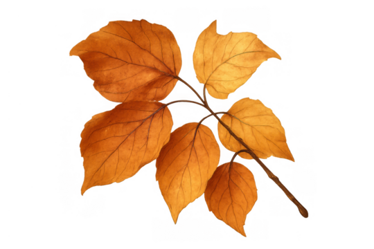 Autumn leaves branch watercolor painting with fall foliage, orange color, and transparent background