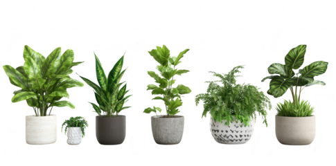 A collection of various indoor potted plants displayed on a clean. white background. lush foliage and diverse textures. perfect for home decor or interior design inspiration