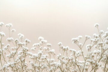 delicate clusters of small white flowers on thin stems against a soft pastel background, creating a serene airy mood