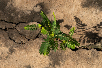 Hope concept: small plant sprouting from a large crack in rough concrete pavement.